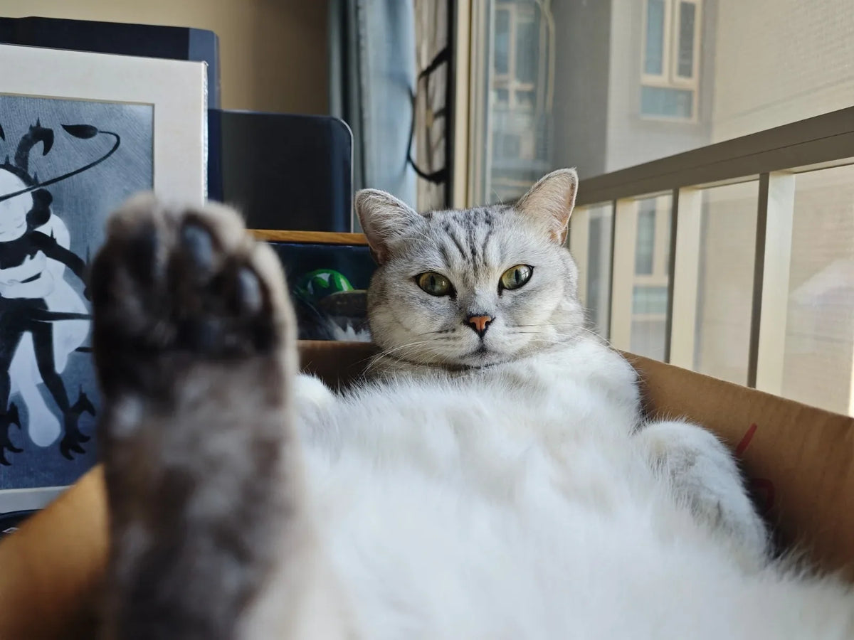 Are Cats Easy to Take Care Of? Cat Care 101 for Beginners