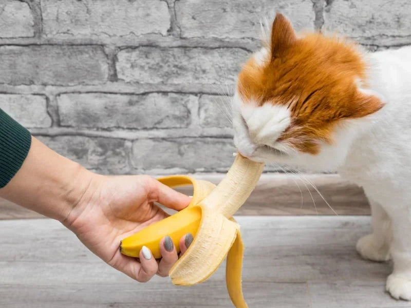 Can Cats Eat Bananas? Safe Treats vs. Feline Nutrition Realities
