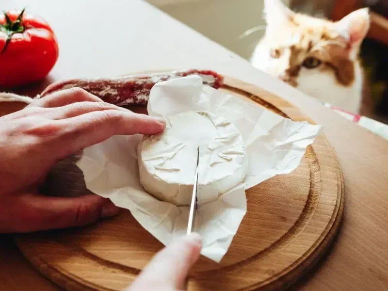 Can Cats Eat Cheese? A Complete Professional Feeding Guide for Cat Owners
