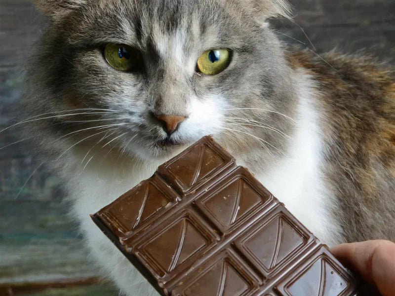 Can Cats Eat Chocolate? No, Absolutely Forbidden