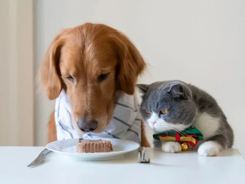 Can Cats Eat Dog Food? What Every Cat Owner Needs to Know