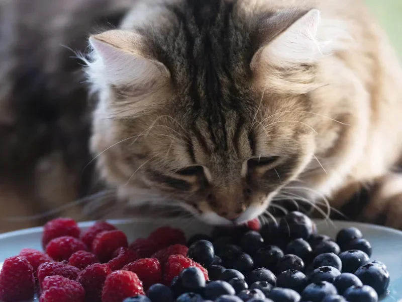 Can Cats Eat Strawberries or Blueberries? A Complete Vet-Backed Guide