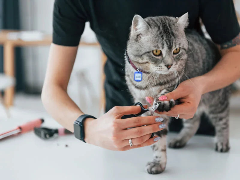 How to Groom a Cat: Complete Guide to Brushing, Bathing & Nail Trimming at Home