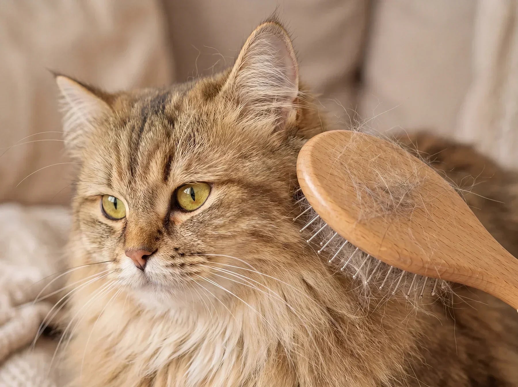 How to Brush a Cat: A Low-Stress Step-by-Step Guide