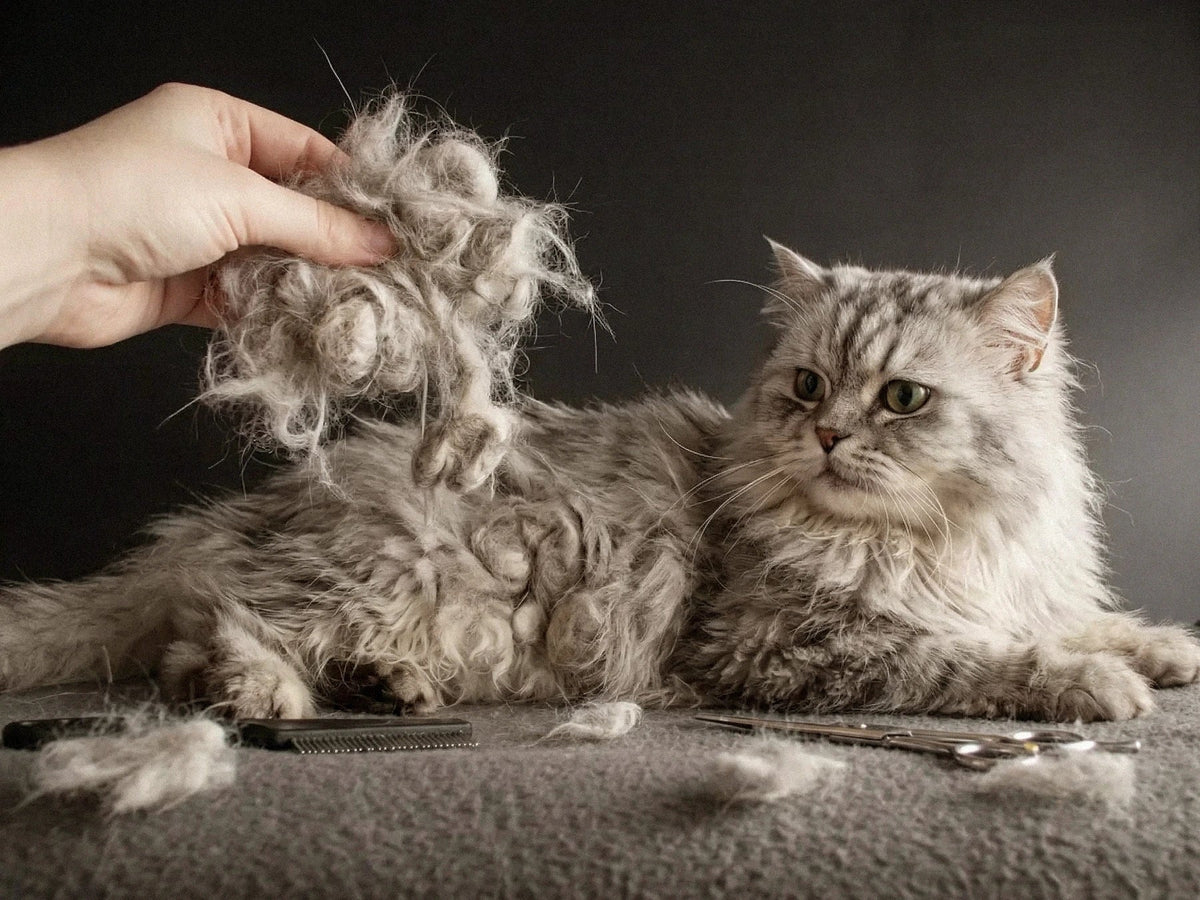 Long-Haired Cat Grooming Tutorial: How to Safely Remove Felt and Dead Knots?