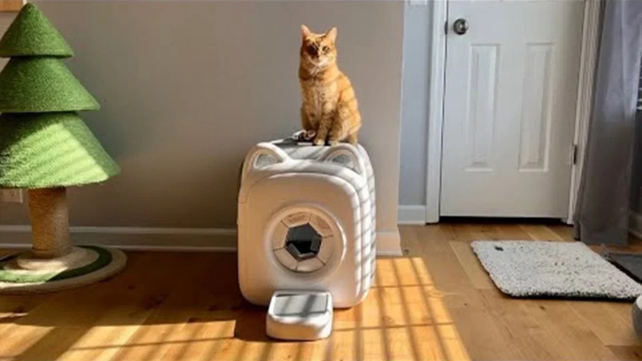 Professional Cat Grooming vs. At-Home Care: How to Decide
