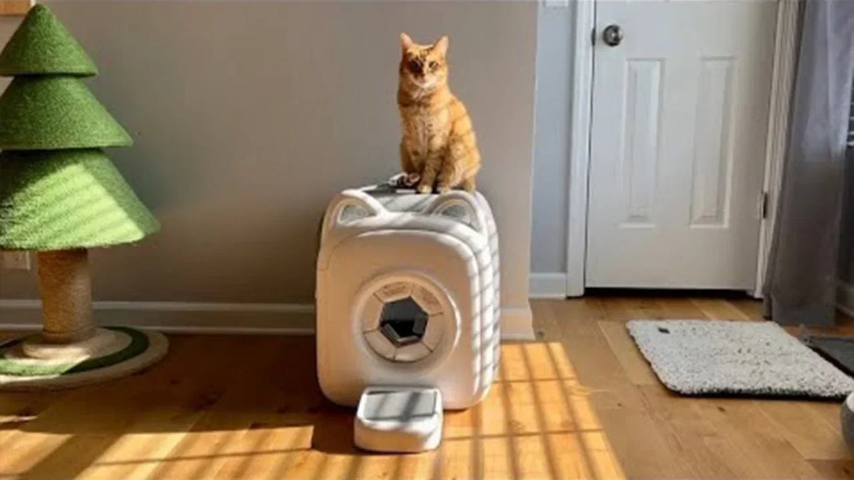 Professional Cat Grooming vs. At-Home Care: How to Decide