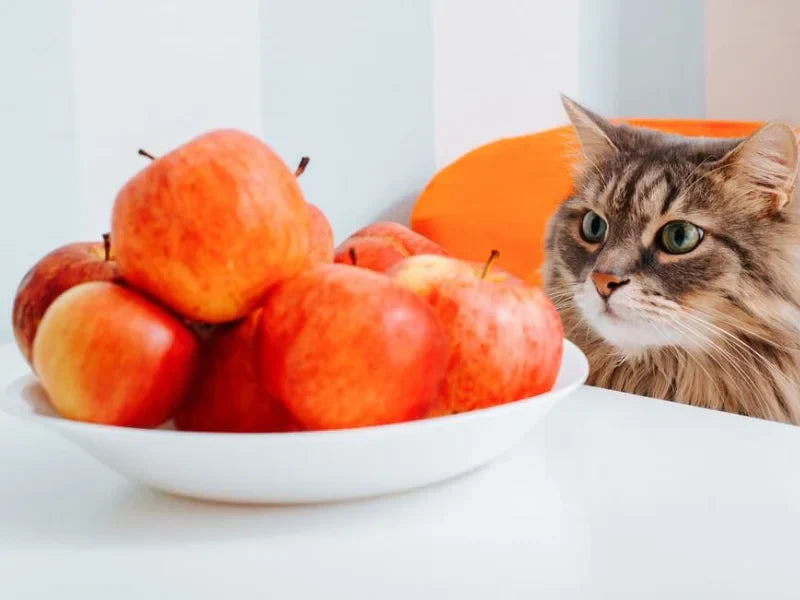 What Can Cats Eat? The Complete Food Safety Guide Every Cat Owner Needs