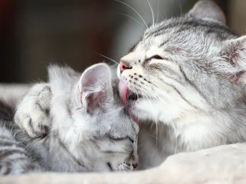 Why Do Cats Groom Each Other? 4 Reasons for Allogrooming Behavior Explained