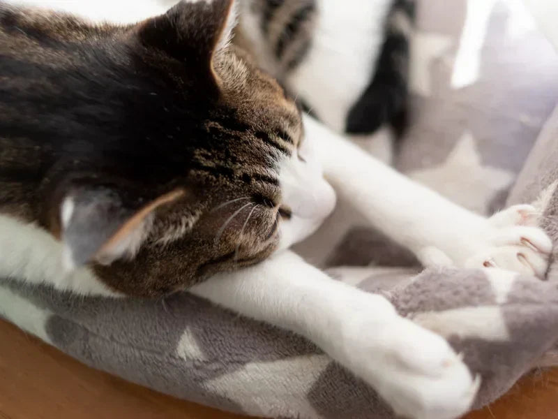 The Ultimate Guide to Feline Kneading: Why Do Cats Make Biscuits?
