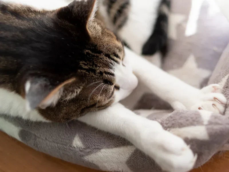 The Ultimate Guide to Feline Kneading: Why Do Cats Make Biscuits?