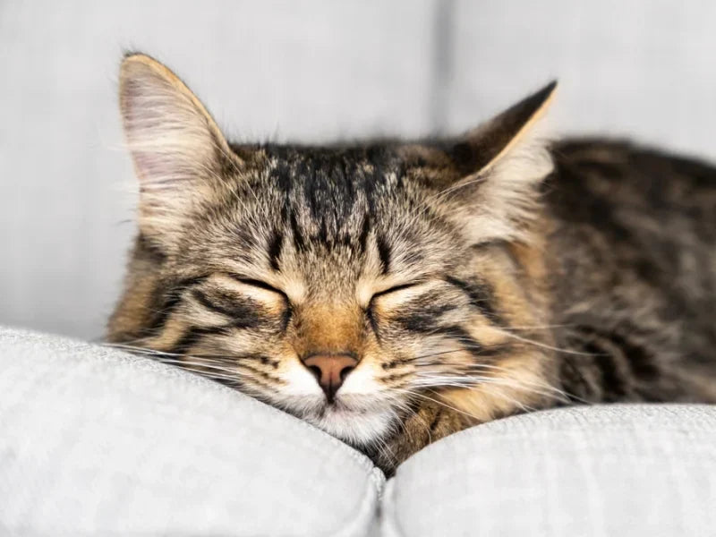Why Do Cats Sleep So Much? Feline Sleep Patterns Explained