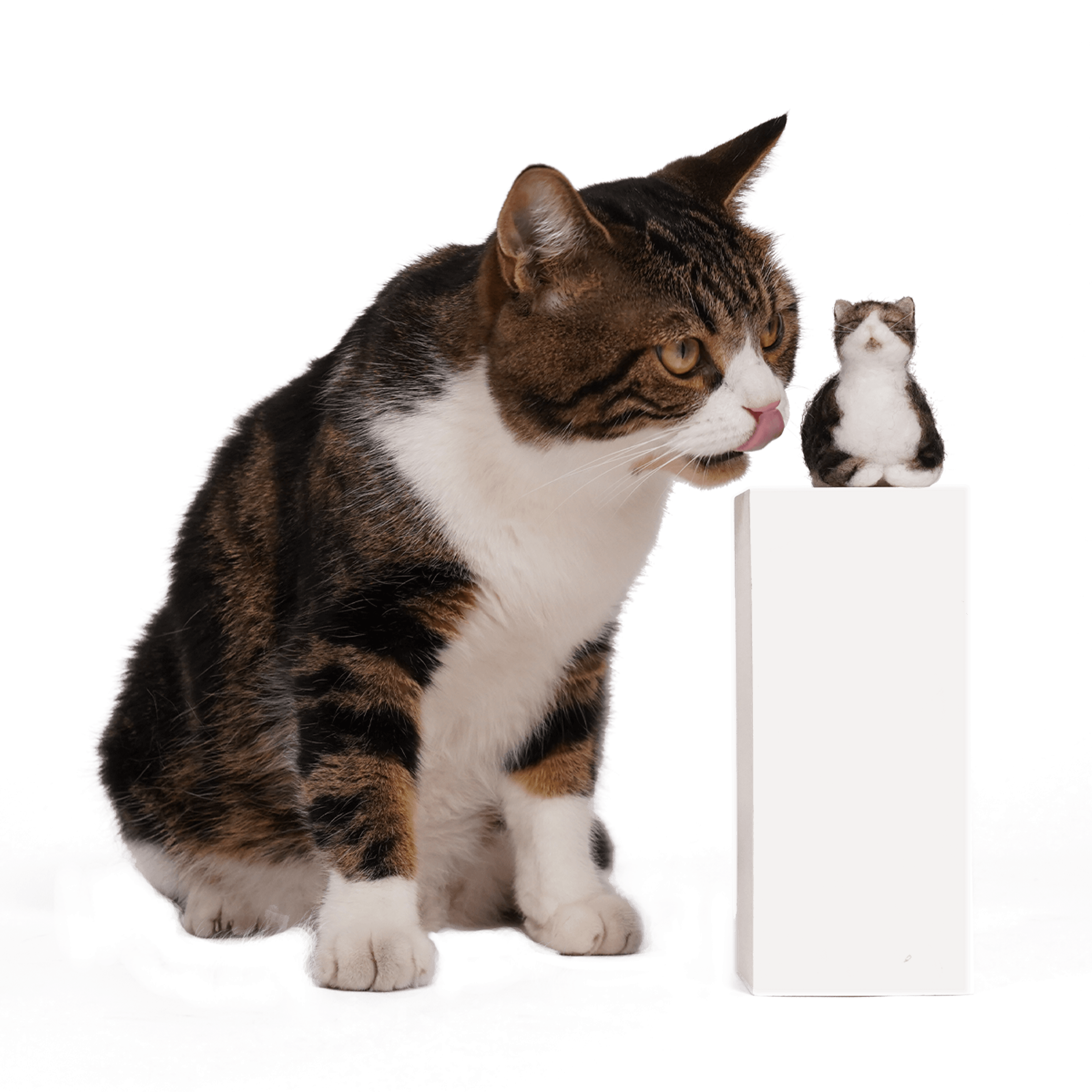 A collection of PawSwing® custom cat doll creations showing various breeds and fur patterns