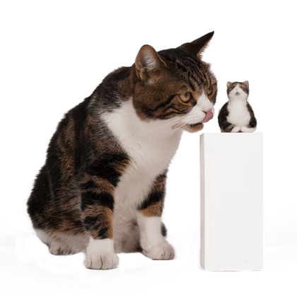 A collection of PawSwing® custom cat doll creations showing various breeds and fur patterns