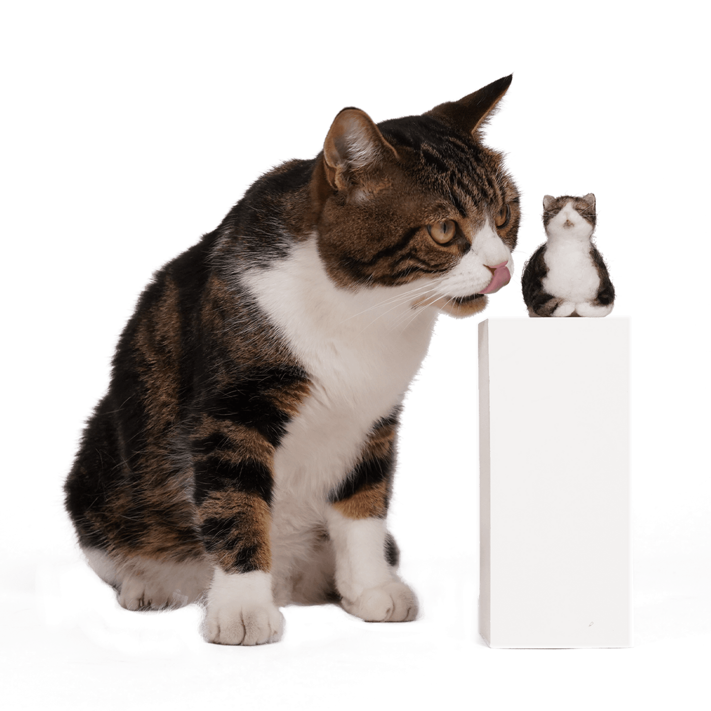 A collection of PawSwing® custom cat doll creations showing various breeds and fur patterns