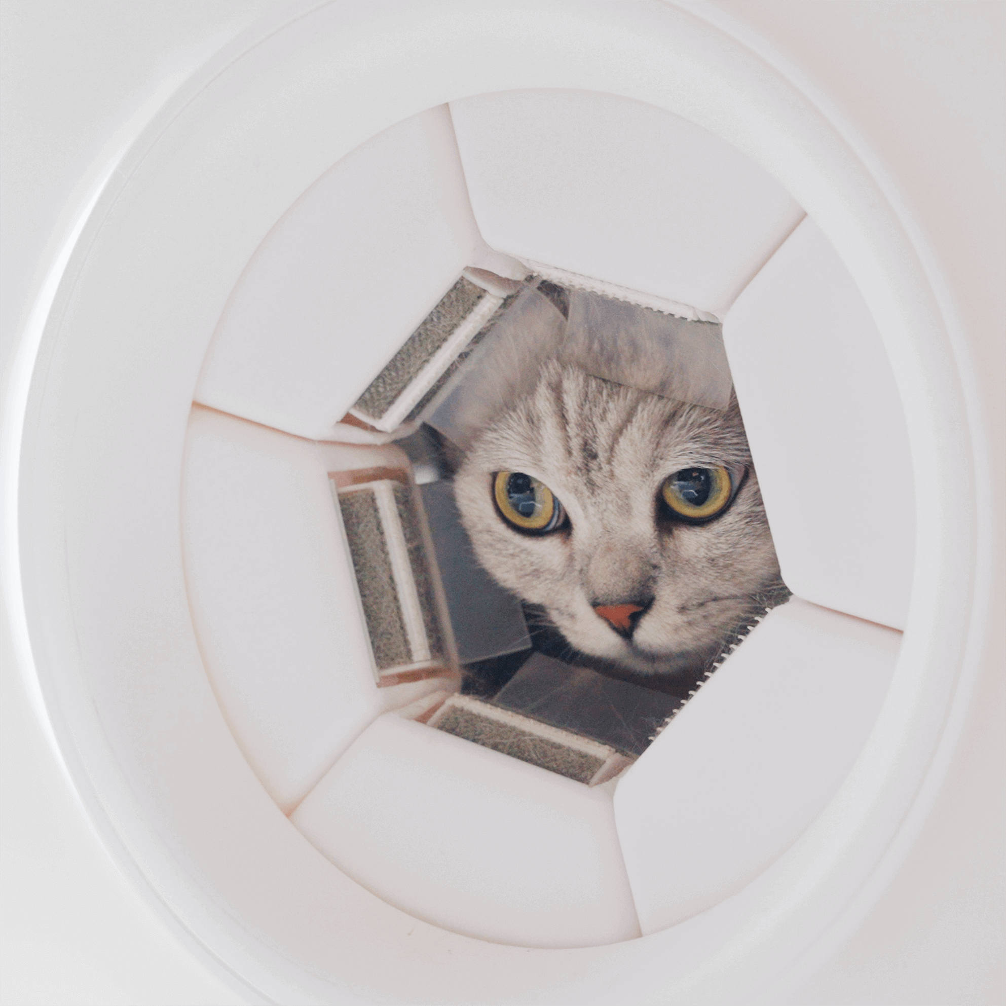A calico cat peeking through the ring of a PawSwing cat self-groomer, highlighting the innovative design that turns a living room into a professional pet spa