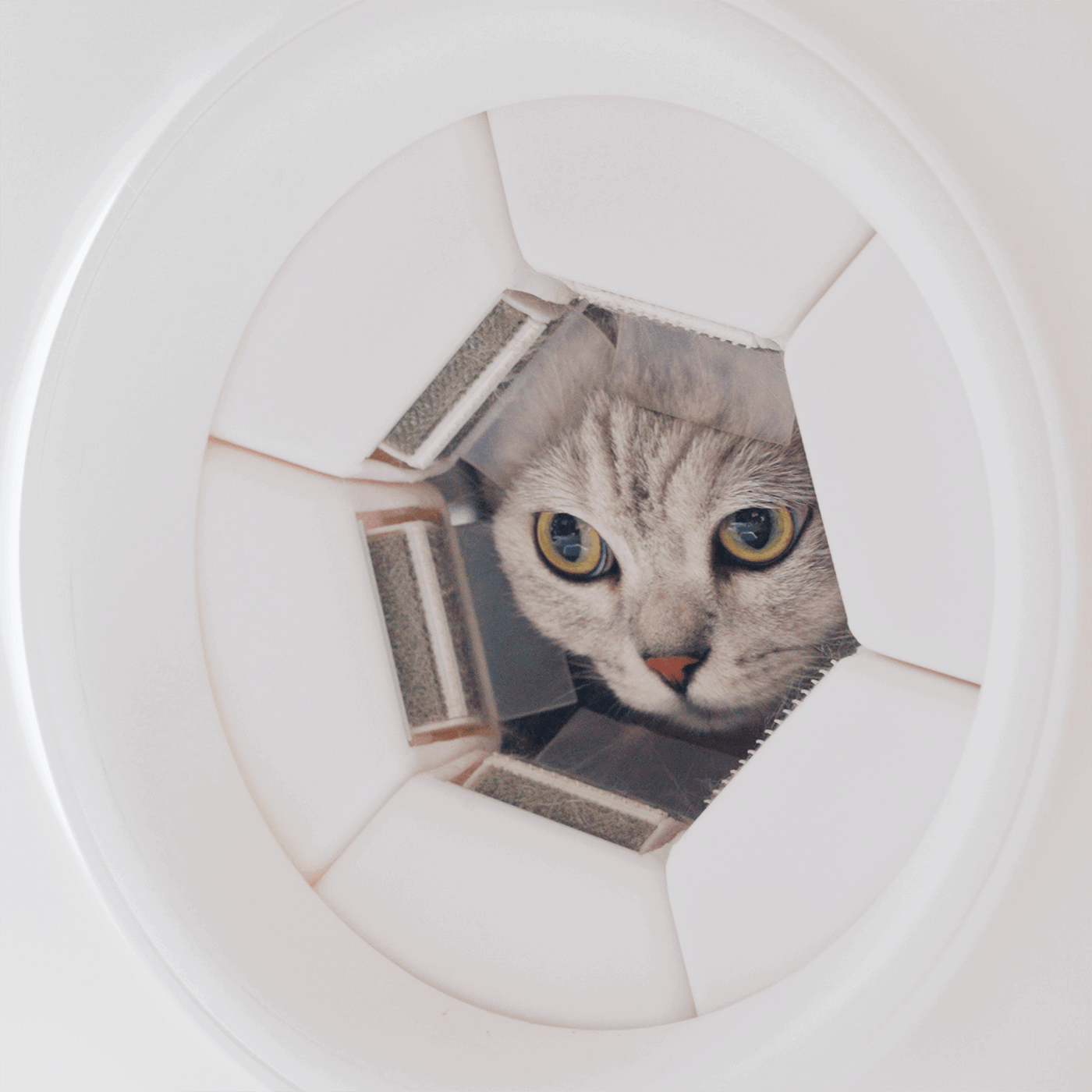 A calico cat peeking through the ring of a PawSwing cat self-groomer, highlighting the innovative design that turns a living room into a professional pet spa