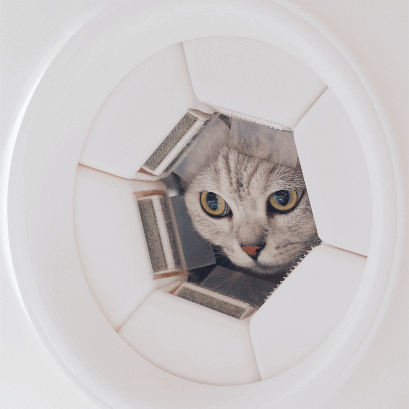 A close-up view of a curious cat peeking through the grooming entrance of the self grooming cat house, showcasing the soft bristles that capture loose fur during daily use.
