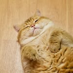 Social media gallery avatar image