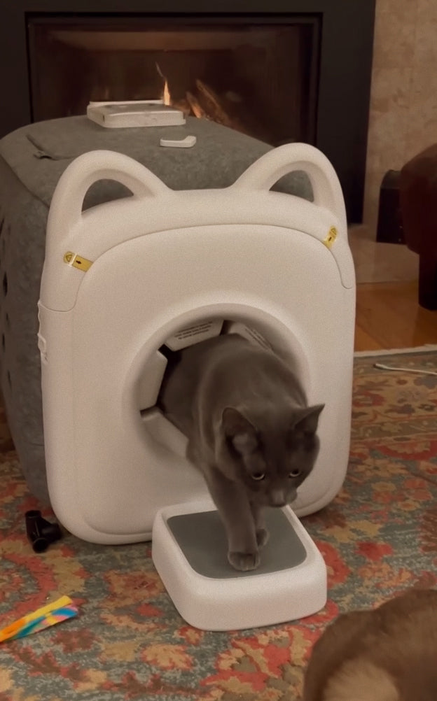 A black cat is coming out of the Pawswing®best cat brush