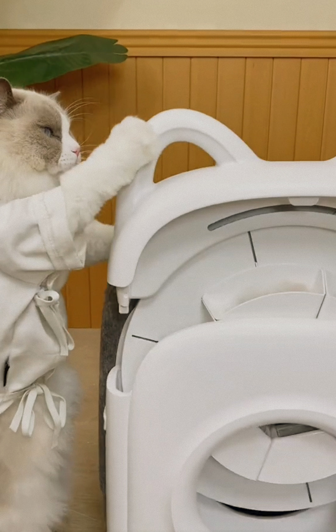 Clothed cat self lift grooming disc of Pawswing® cat self groomer