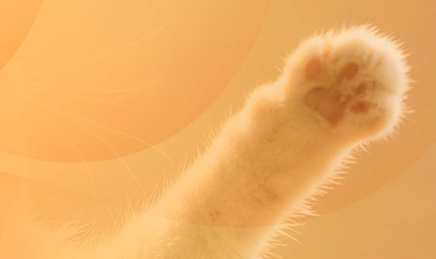 A soft cat paw reaches out against a warm background, symbolizing the gentle touch and comforting experience provided by the PawSwing® self grooming cat house.