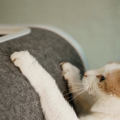 Refresh Felt Shell & Scratcher (Neo)