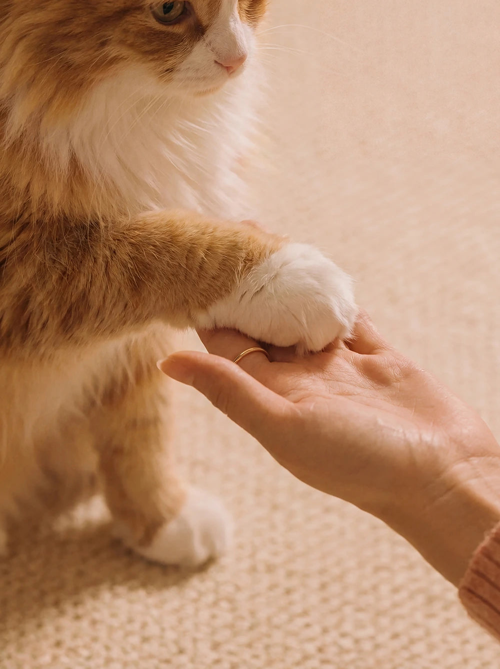 Hands-free self grooming cat house reducing household shedding