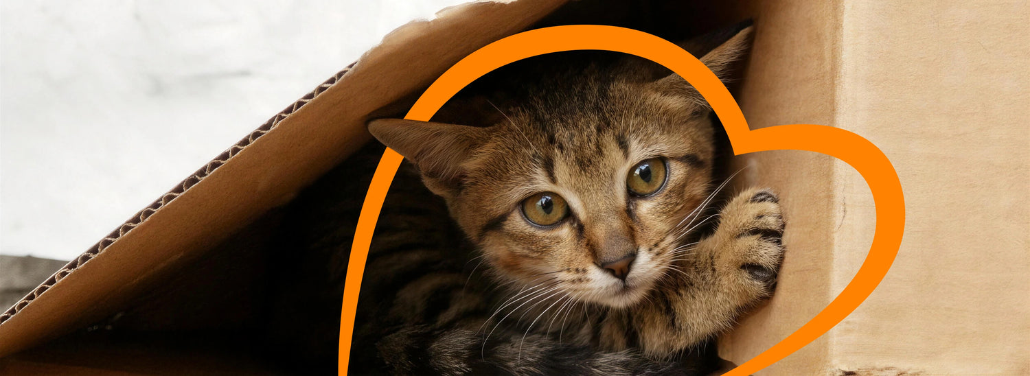 Gentle cat grooming brush for sensitive skin and kittens