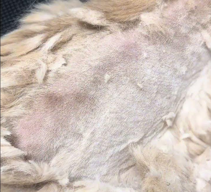 Close-up of cat skin issues that a PawSwing® neo grooming brush for cat can help manage