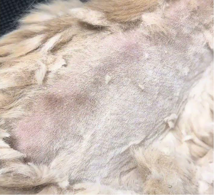 Close-up of cat skin issues that a PawSwing® neo grooming brush for cat can help manage