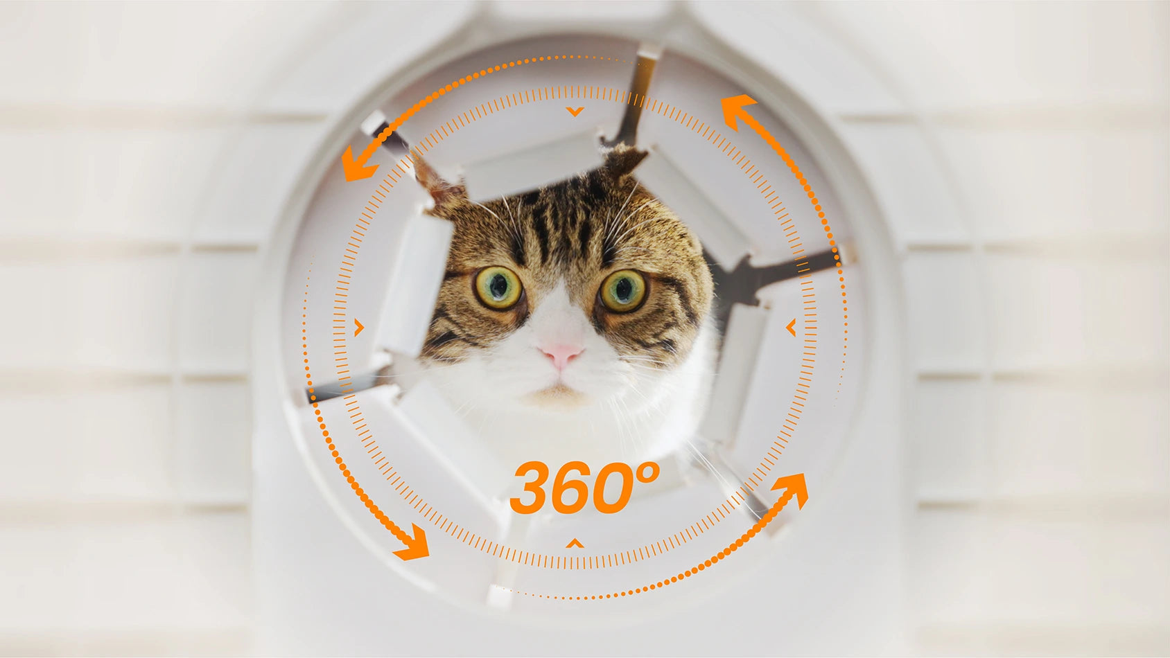 Close-up of a cat inside the 360° grooming disc of the PawSwing® Pro automatic cat groomer