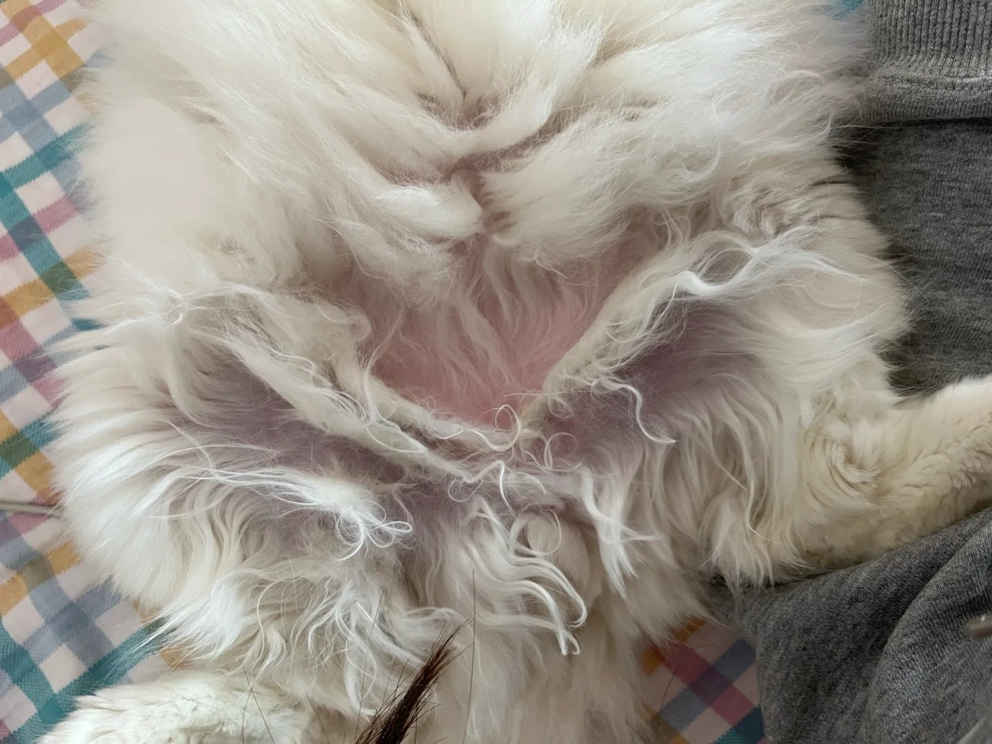 Close-up of matted cat fur requiring a PawSwing® Pro professional cat grooming session for relief