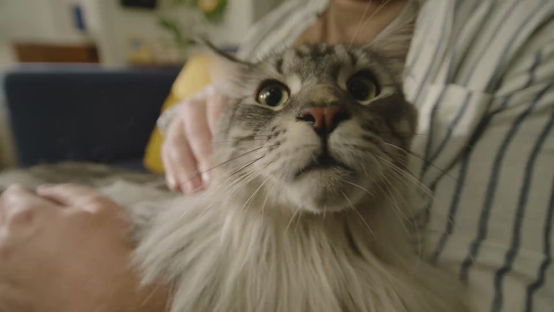 Cat grooming video using PawSwing®