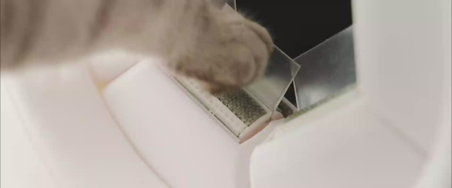 pawswing video cat self groomer MP4