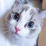 A cute cat opens its beautiful big eyes